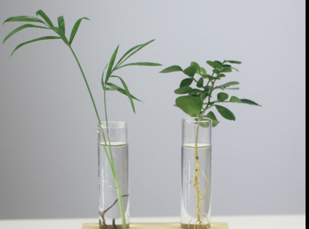 Wooden-base glass bottle plant vase - photo 6 of 11